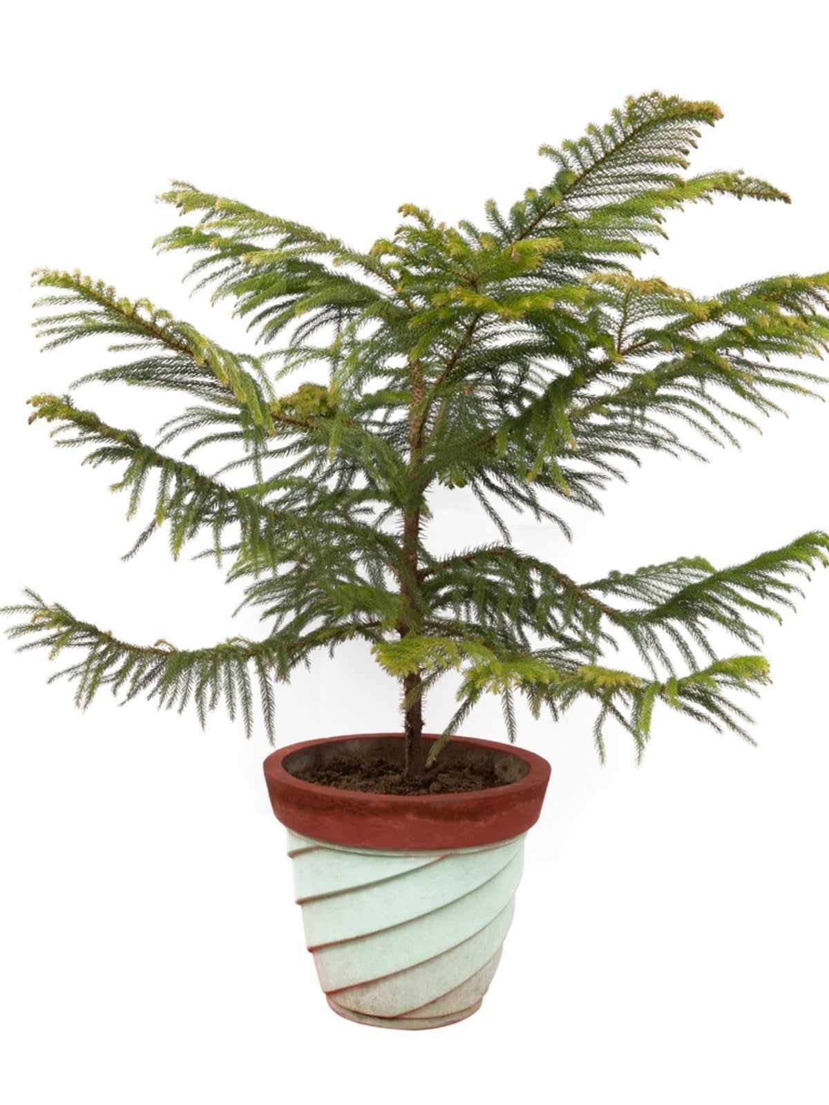 Help! My Norfolk Pine Needs Repotting: Follow This Guide for Repotting a Norfolk Pine