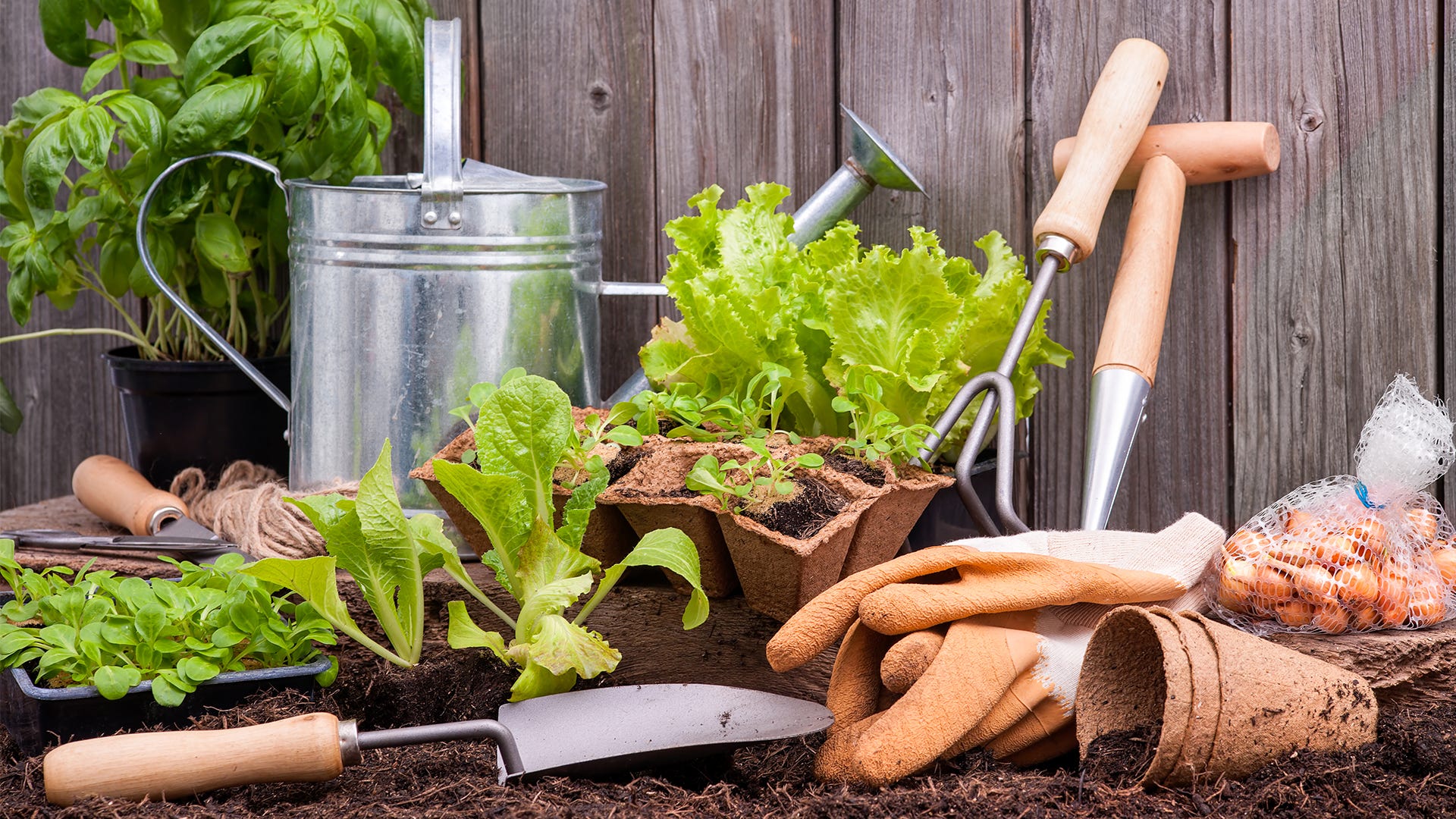Essential Gear: Why Every Gardener Needs a Good Tool Belt