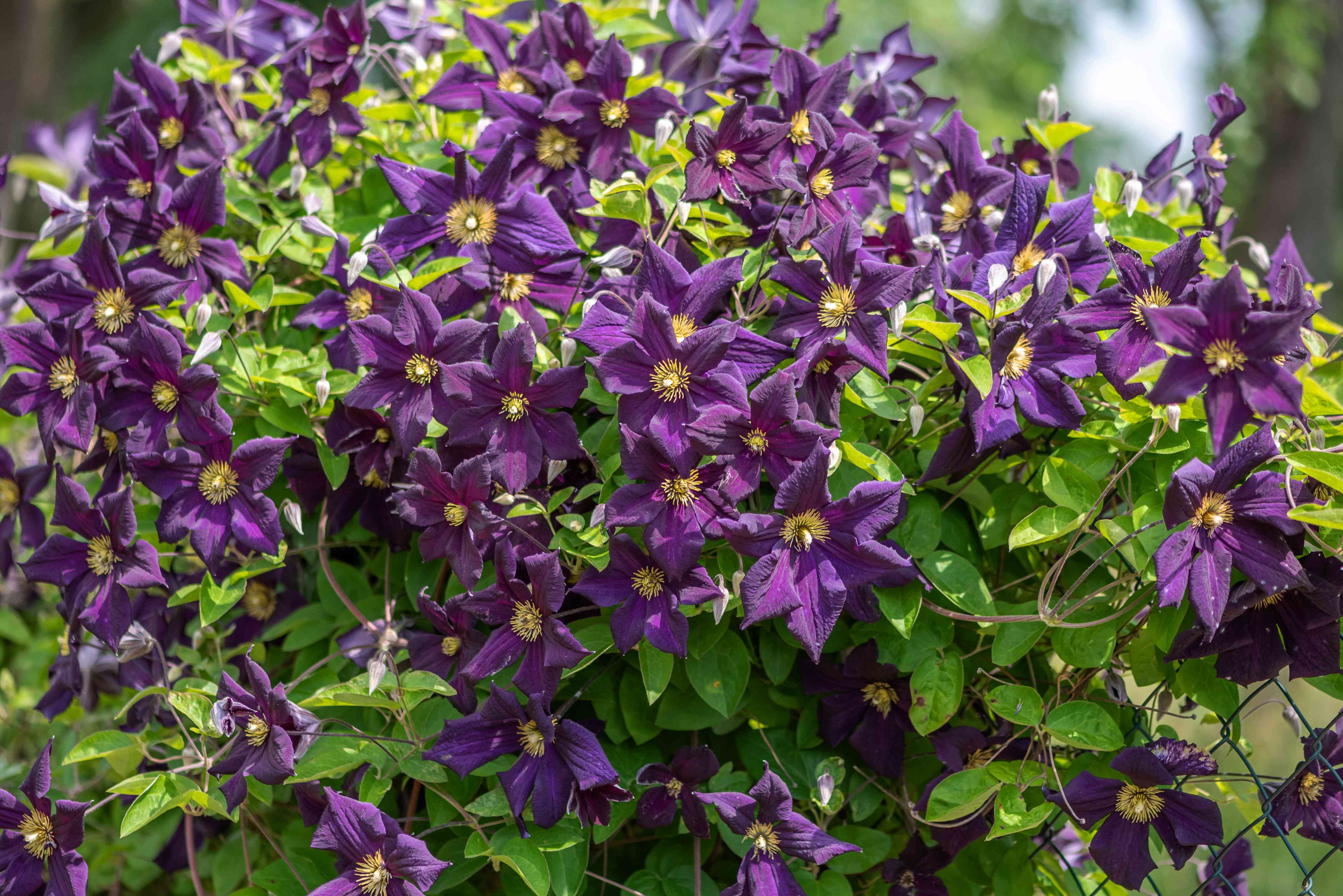 Care of Clematis in the Fall: Keep Your Climbers Healthy!