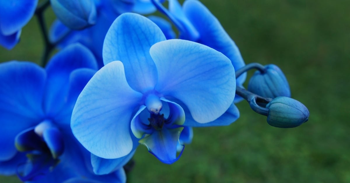 Are blue orchid flowers real or fake? Find out the truth!