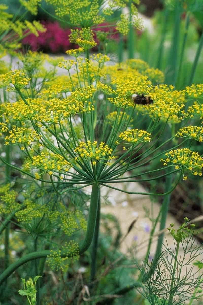 Growing dill with flowers: Tips for a bountiful harvest