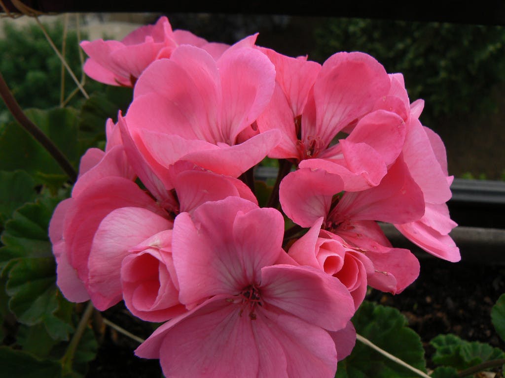 Flowers of France to See Before You Die: Iconic Types (Plus a Map to the Best Spots)