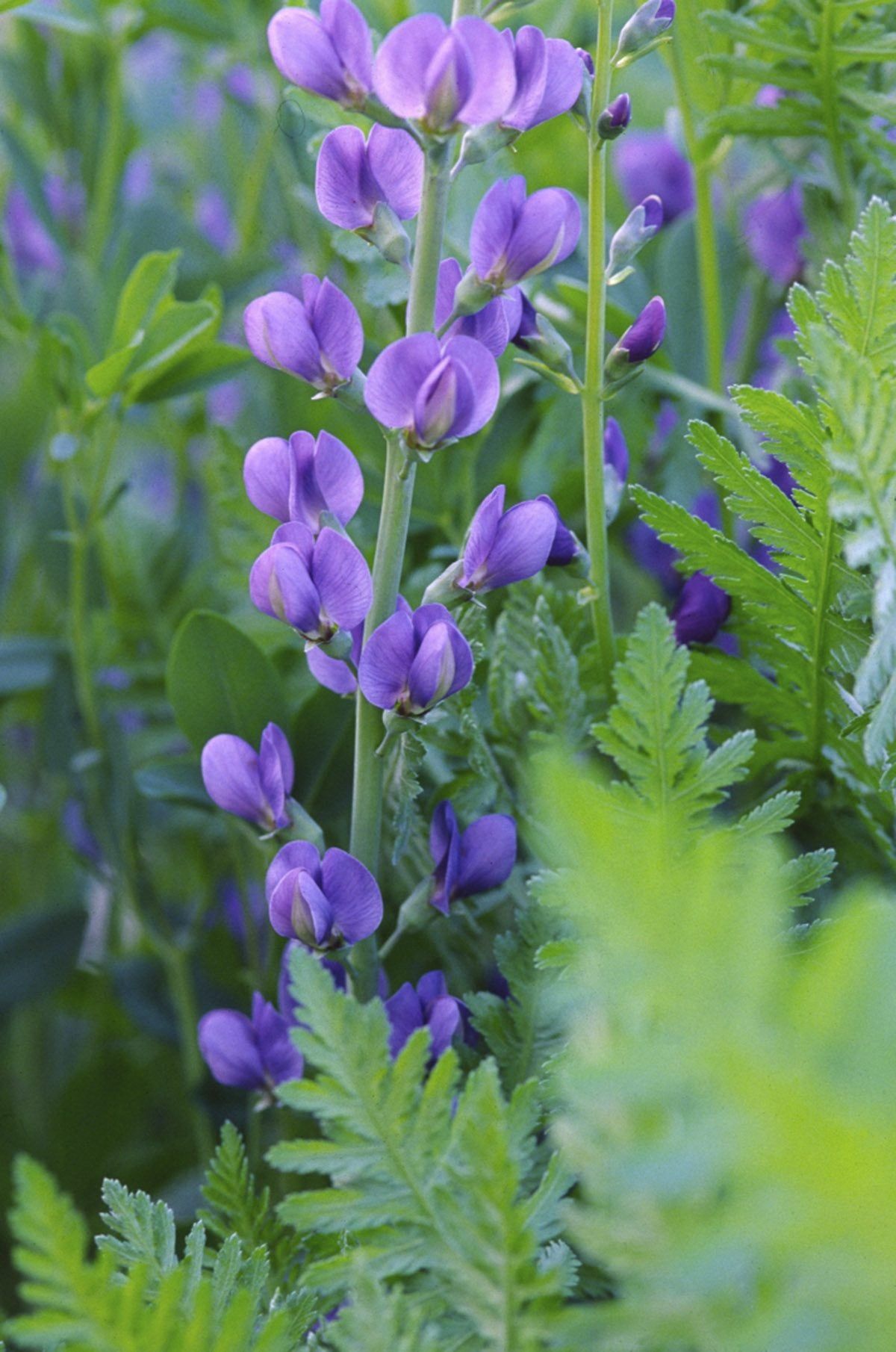 Need Help with Baptisia Pruning? (Follow These Easy Steps)