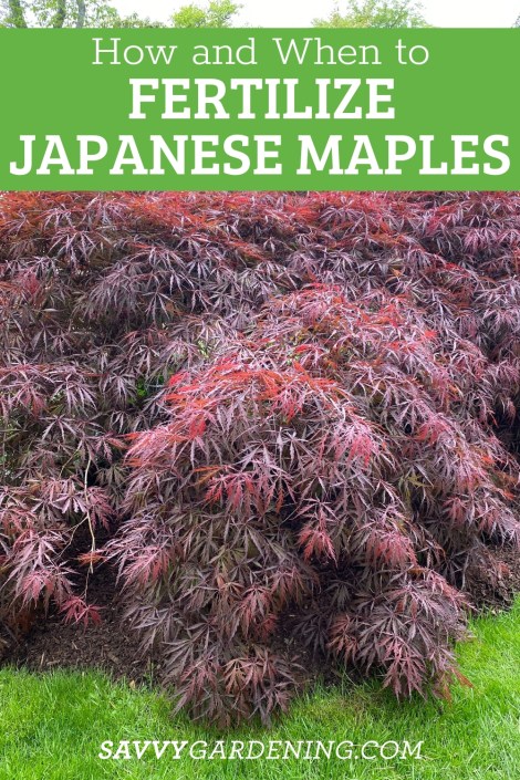 Best Fertilizer for Japanese Maple: Top Choices for Vibrant Color