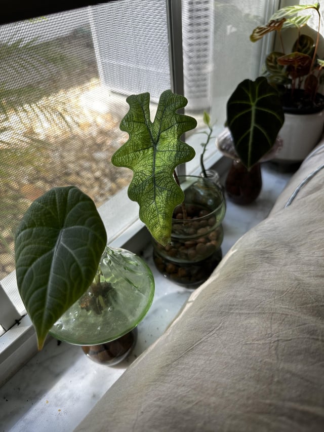 Best Alocasia Fertilizer: Top Picks for Fast Growth