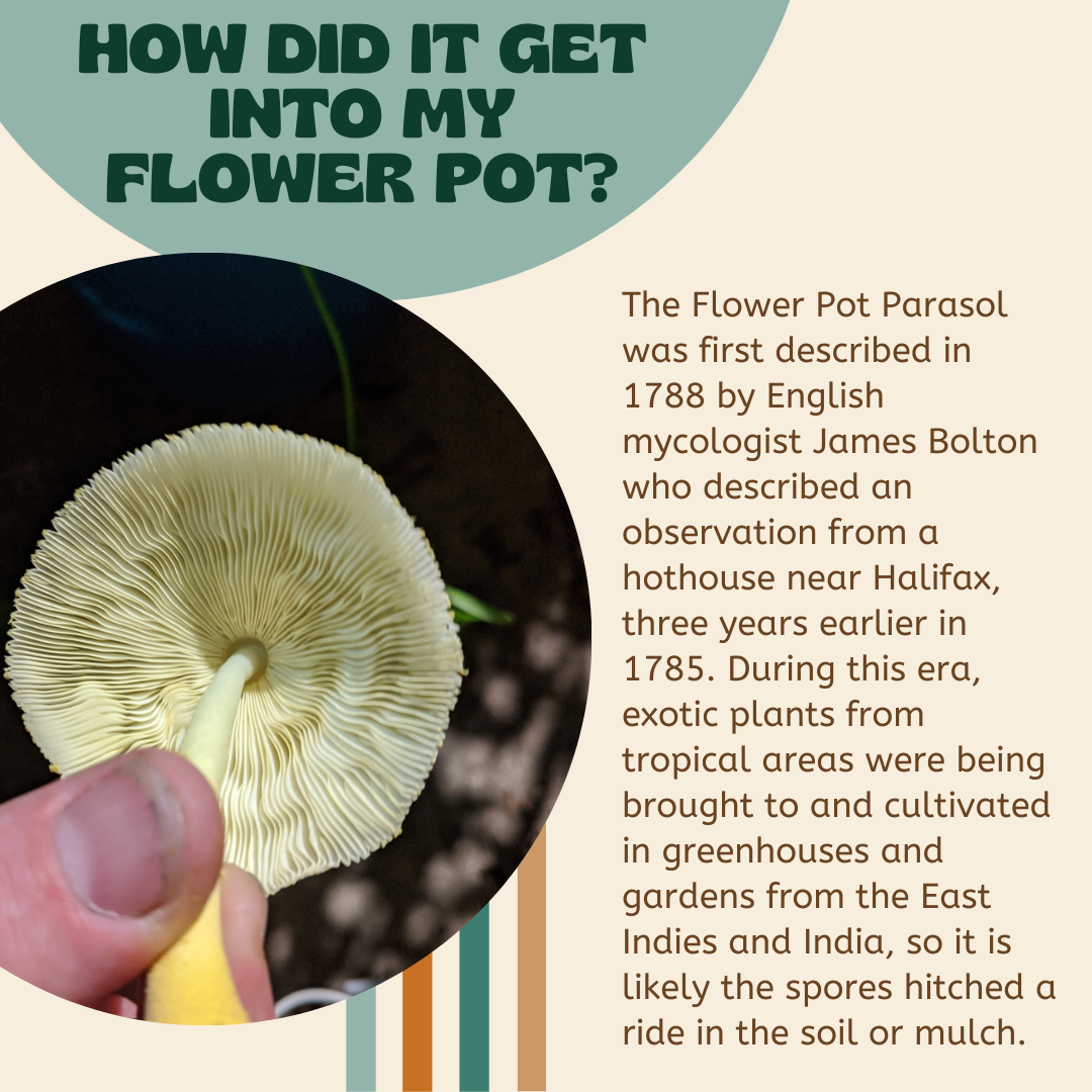 Flowerpot Parasol Psychedelic: What Are They and Why Are They So Popular? Find Out Here