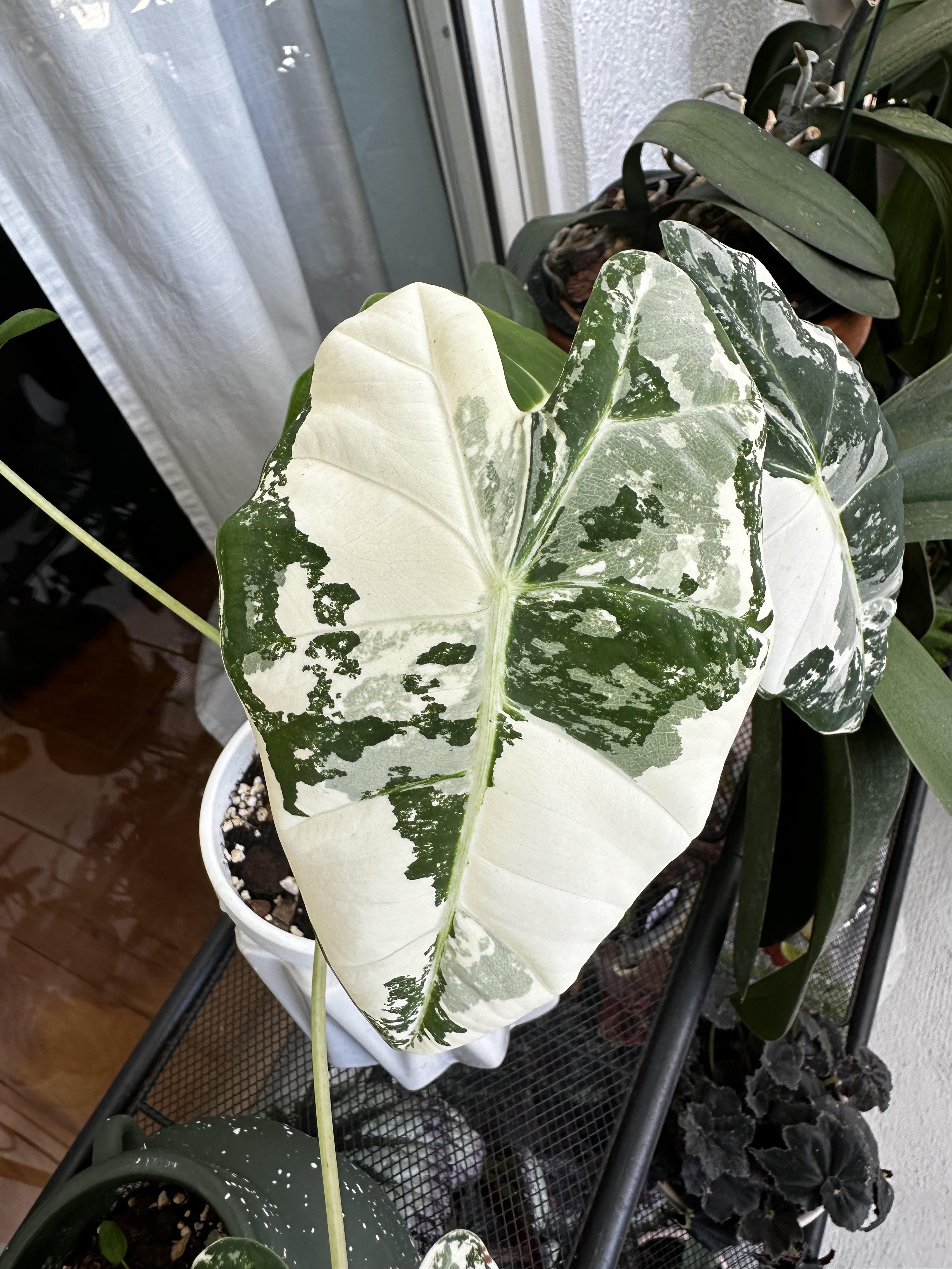 Best Alocasia Fertilizer: Top Picks for Fast Growth