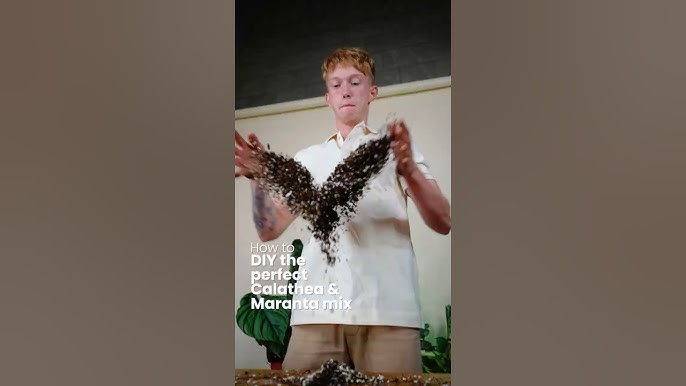 Calathea Soil Mix: Easy DIY Recipe for Happy Plants!