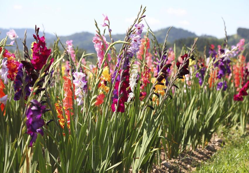 Why gladiolus pruning is important? (Keep your plants thriving)
