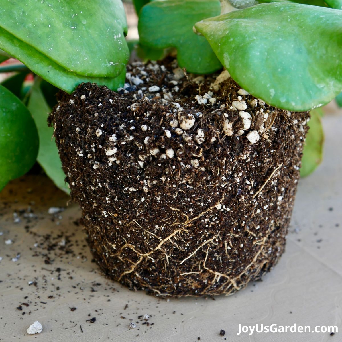 Best Soil for Hoya Plants: Easy Guide for Beginners!