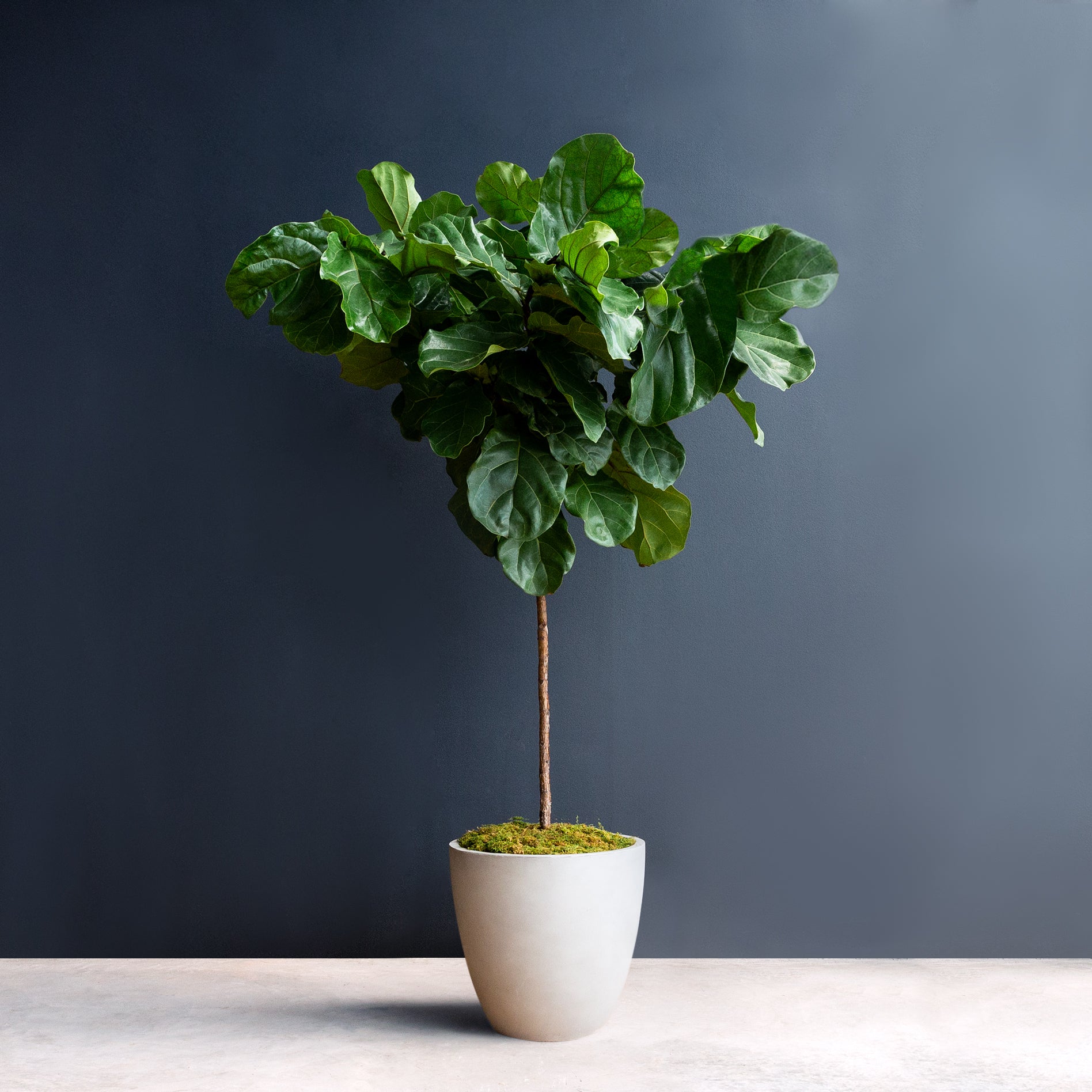 Ficus Lyrata Standard: Simple Care Tips (Keep Your Fiddle Leaf Fig Tree Happy)