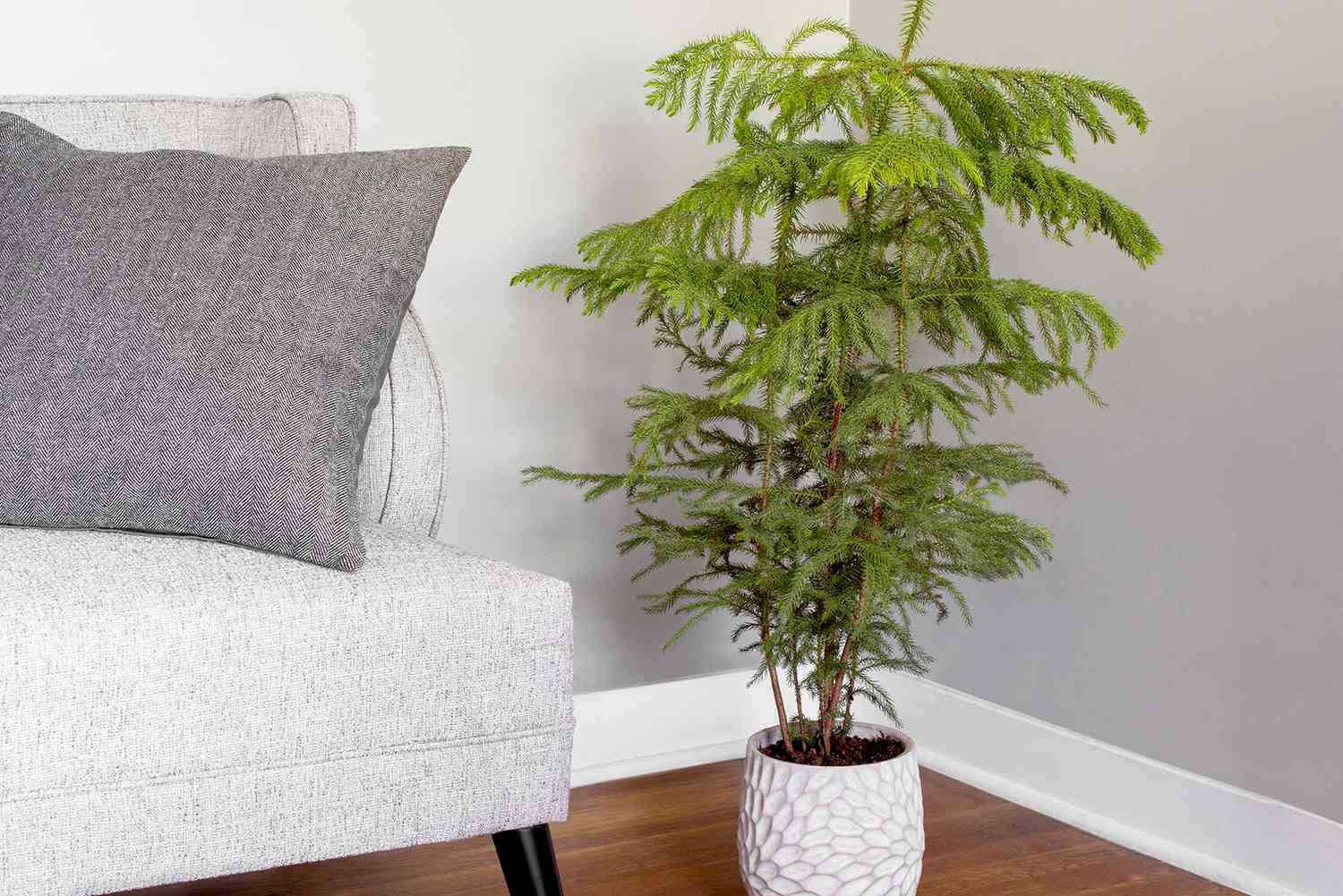 Ideal Norfolk Pine Temperature: Easy Care Tips for Indoor or Outdoor!