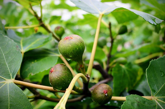 Best Time to Water Figs: Morning, Afternoon, or Evening?