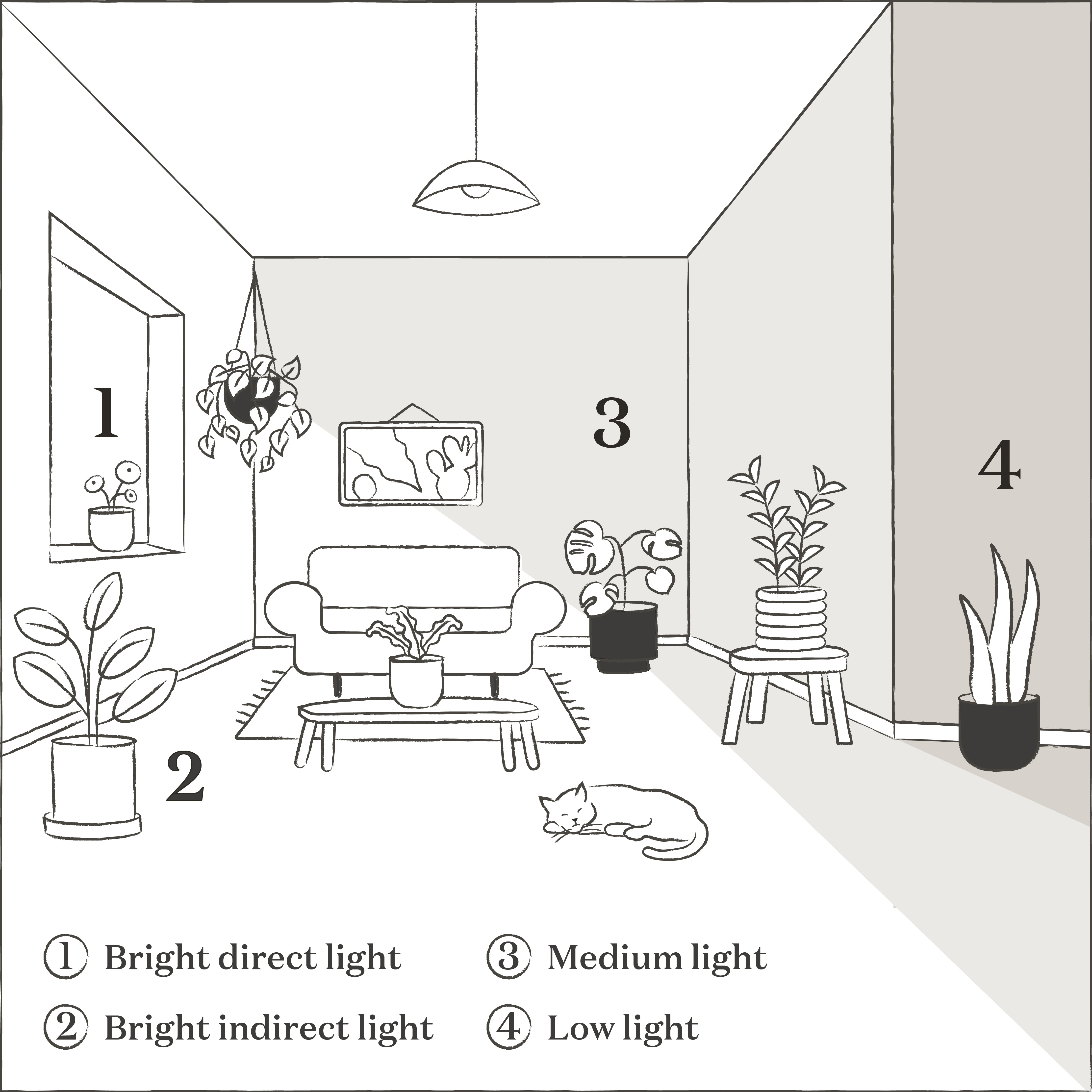 What is Medium Light? Heres a Simple Guide for Everyone!