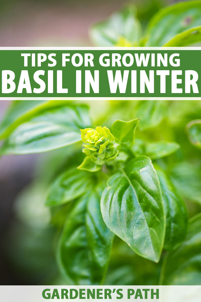 What Temperature Is Too Cold for Basil? Easy Tips to Keep Your Basil Warm in Chilly Weather