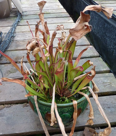 When to Repot Pitcher Plants (Signs Its Time and How to Do It Right)