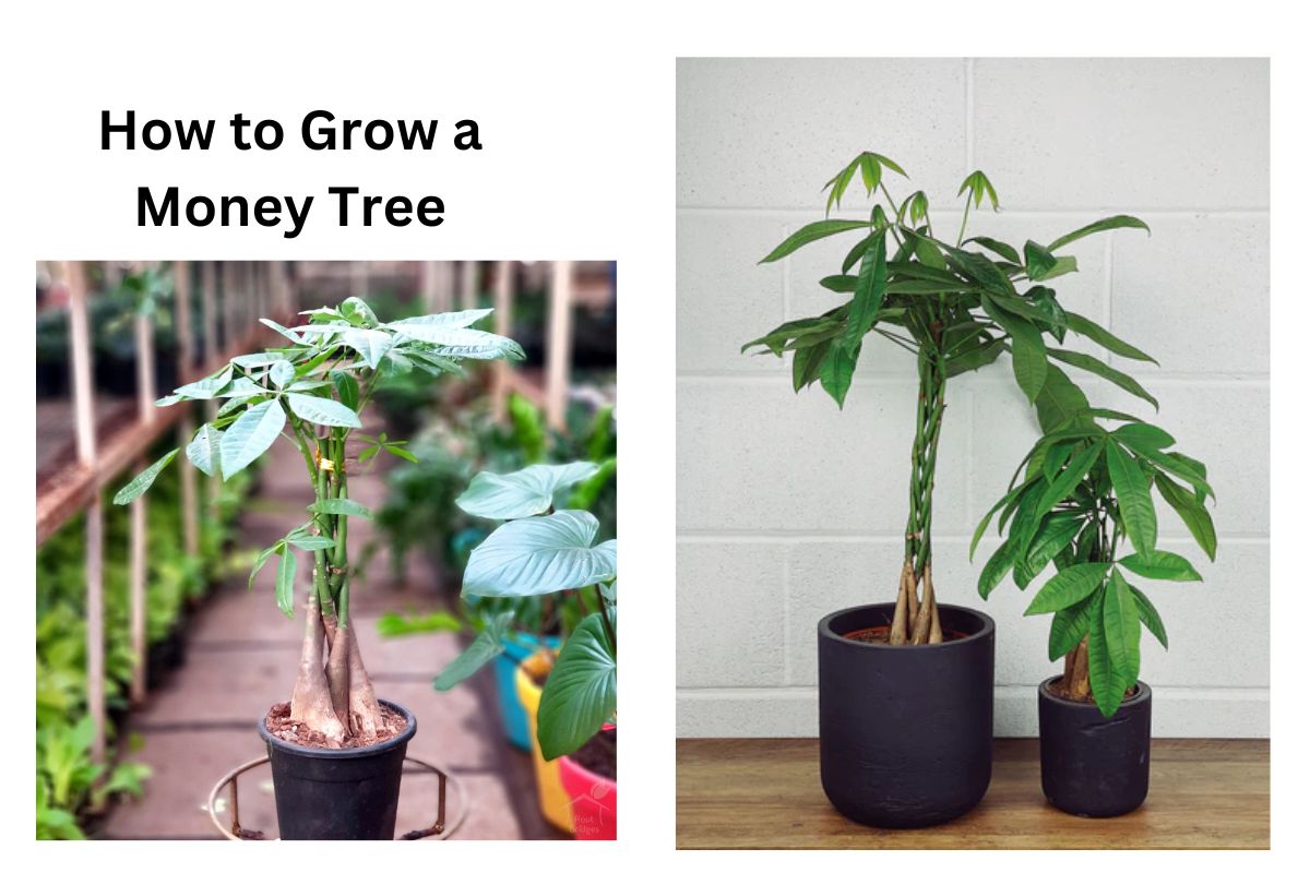 Fertilizing Money Tree: Easy Tips for Lush Growth!