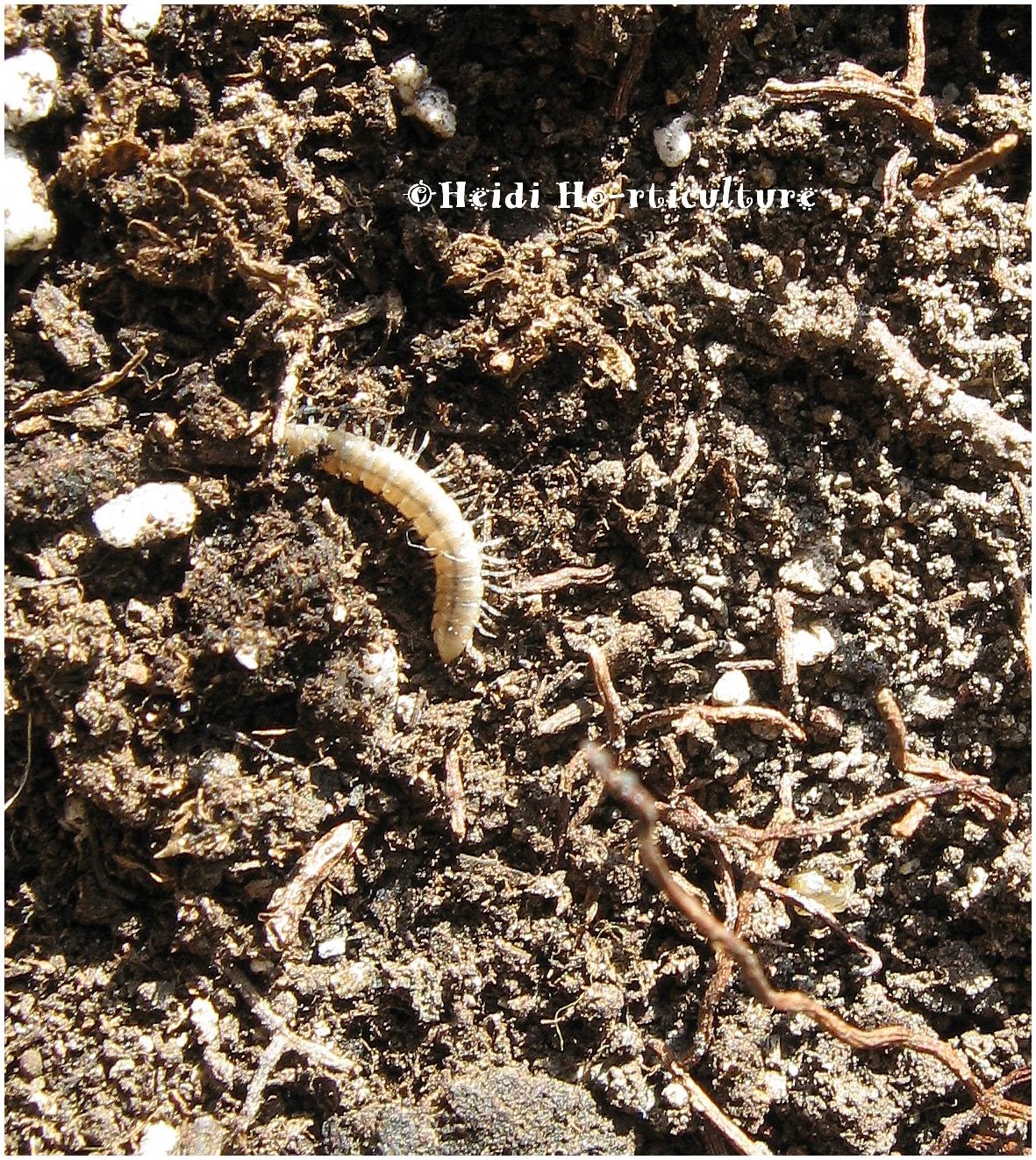 Soil White Worms in Your Garden? Heres What to Do