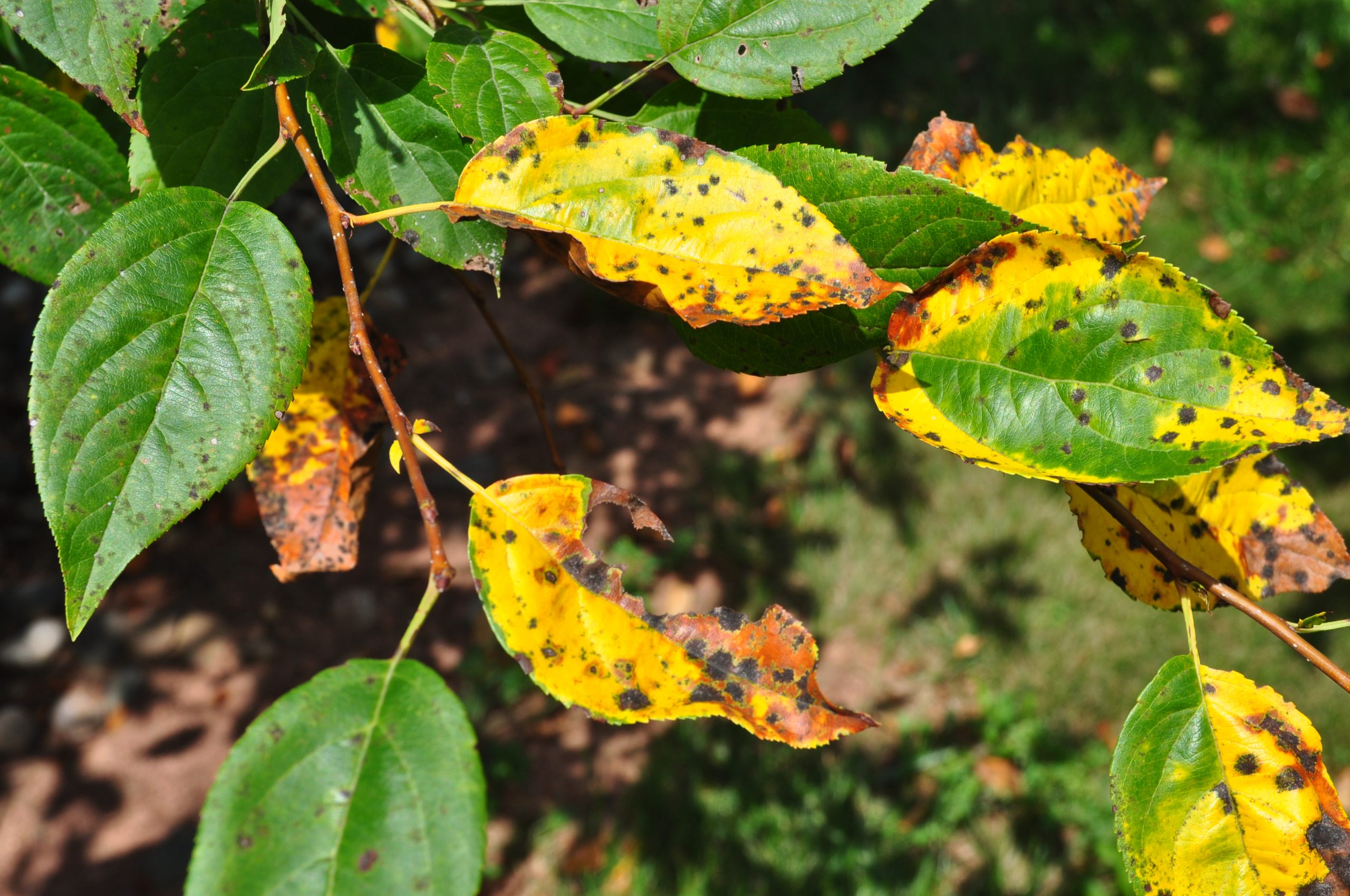 Identify and Treat Common Bush Diseases Effectively
