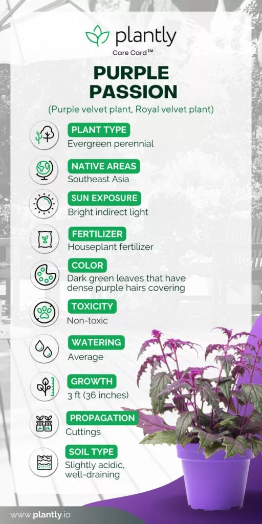 How to Care for a Purple Passion Plant: The Ultimate Guide