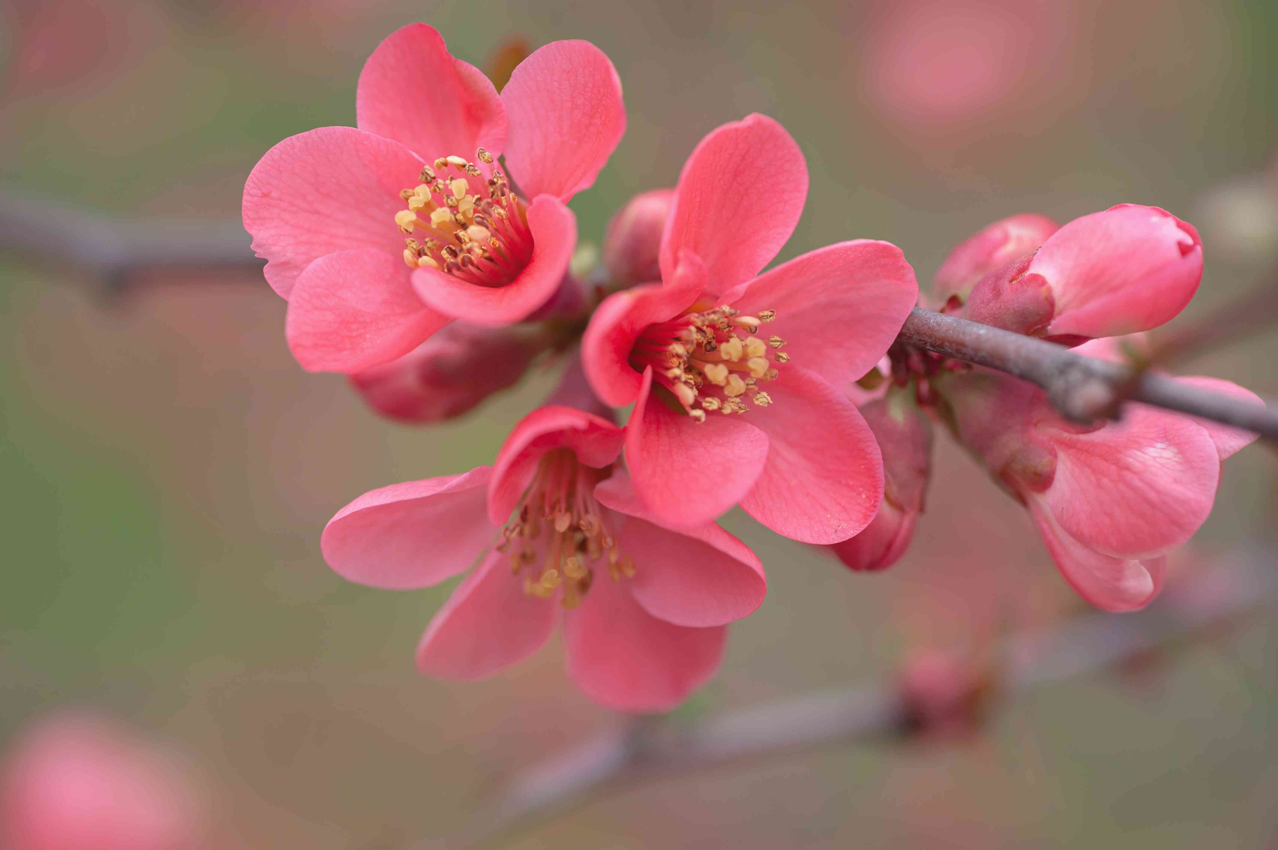 Want a Beautiful Shrub? Learn How to Prune Japanese Quince