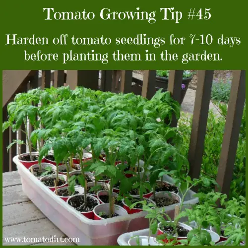 Hardening Off Tomato Plants Temperature: The Ultimate Guide
