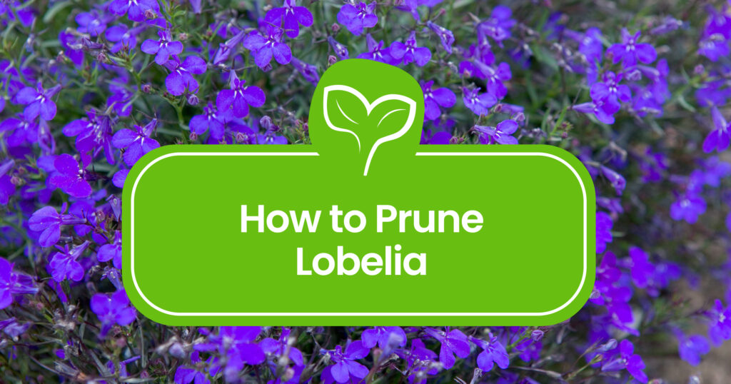 Get the most from your lobelia: Pruning tips that everyone can understand