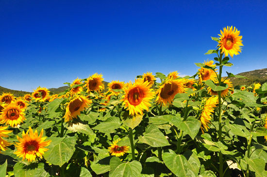 Sunflowers: Black Humus or Mushroom Compost, What Grows Best?