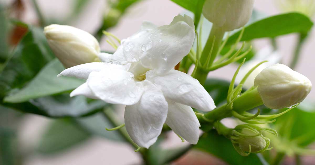 How to Identify and Treat Jasmine Plant Pests? Simple Tips Here