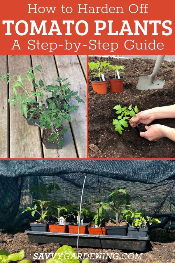 Hardening Off Tomato Plants Temperature: The Ultimate Guide