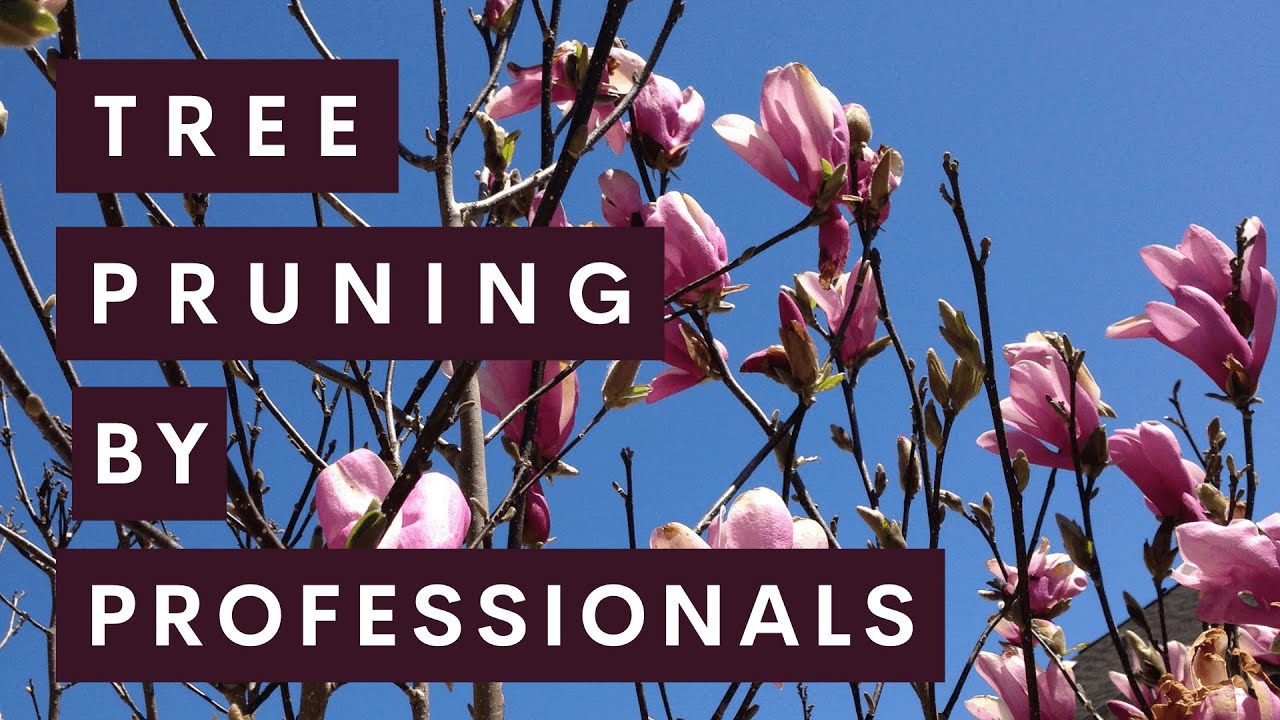 Pruning a Jane Magnolia Tree: A Quick Guide to Keep it Blooming