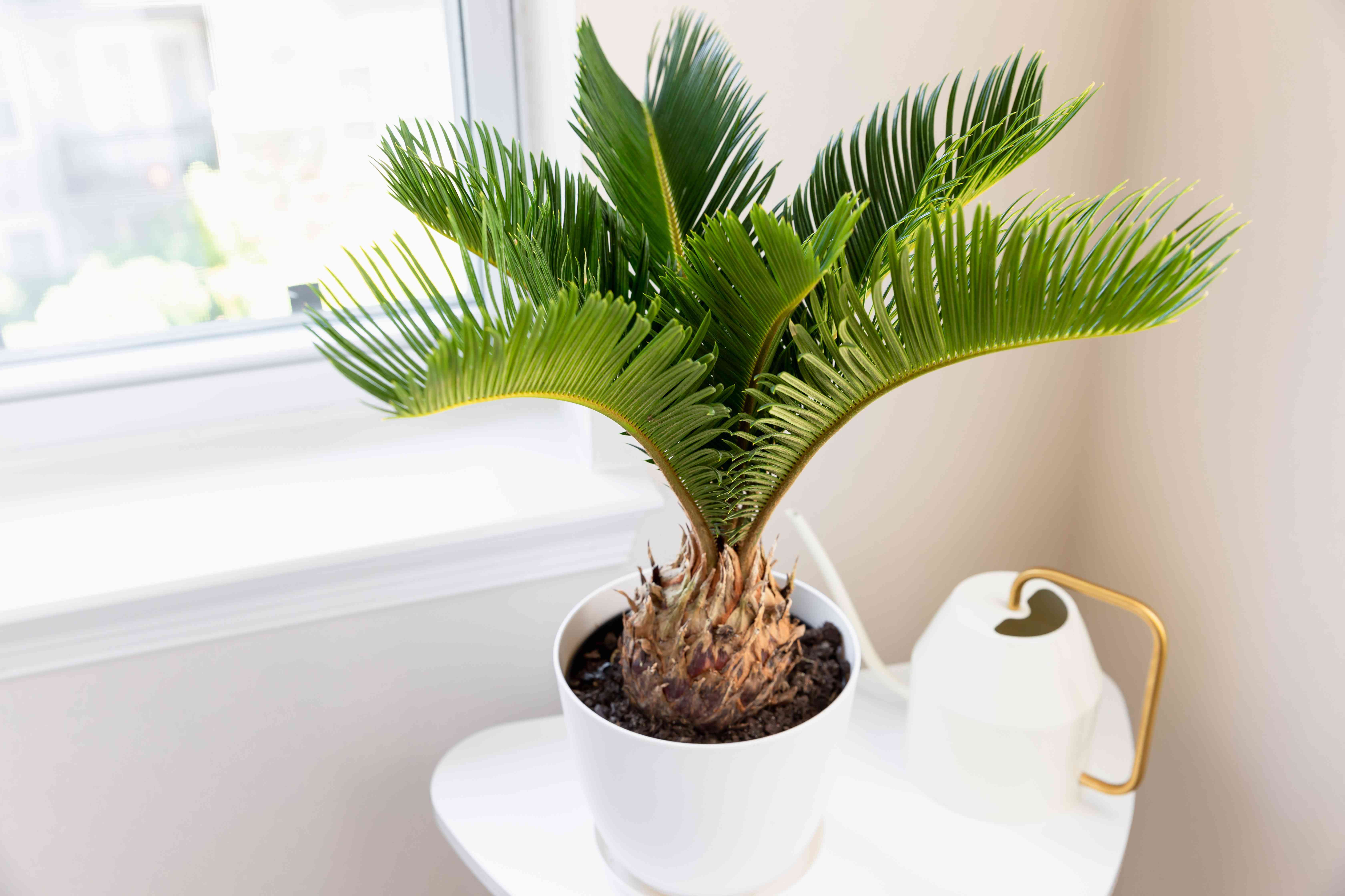 Sago Palm Temperature Tolerance: What You Need to Know