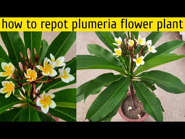 How to Repot Plumeria Plants (Beginners Guide to Repotting Your Frangipani)