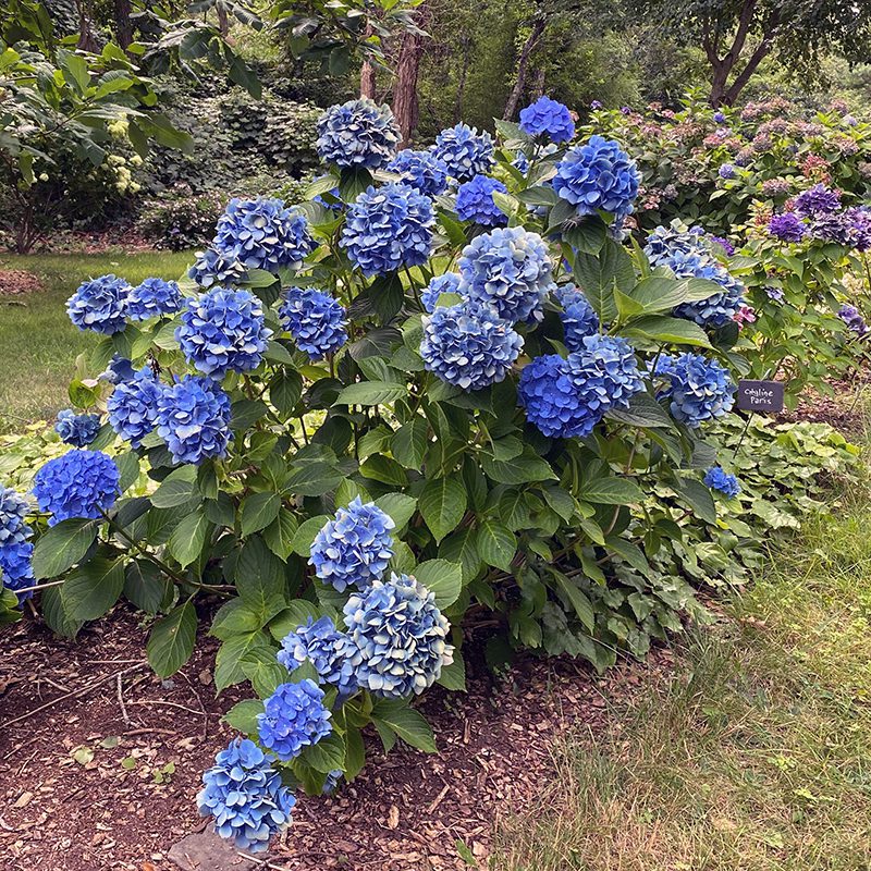Quick Answer: What Temperature Should I Cover My Hydrangeas To Protect Them?