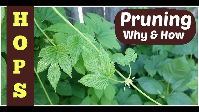 Easy Guide to Pruning Hops for Bigger Yields