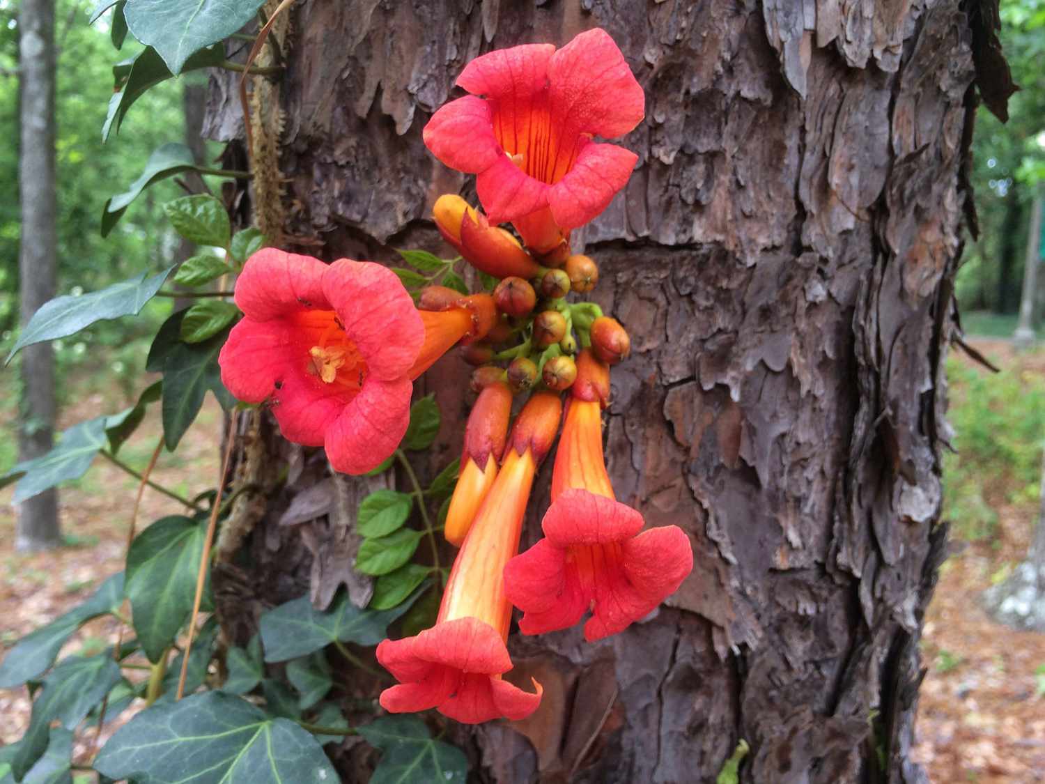 Trumpet Vine Pruning: Tips for Healthy Growth