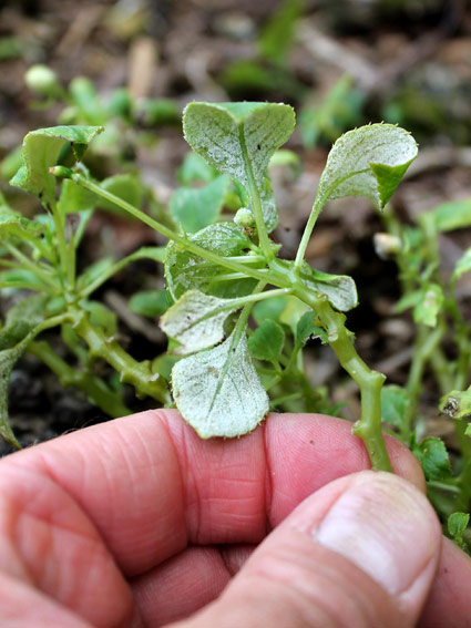 Impatiens Pests and Diseases: How to Identify and Treat Them