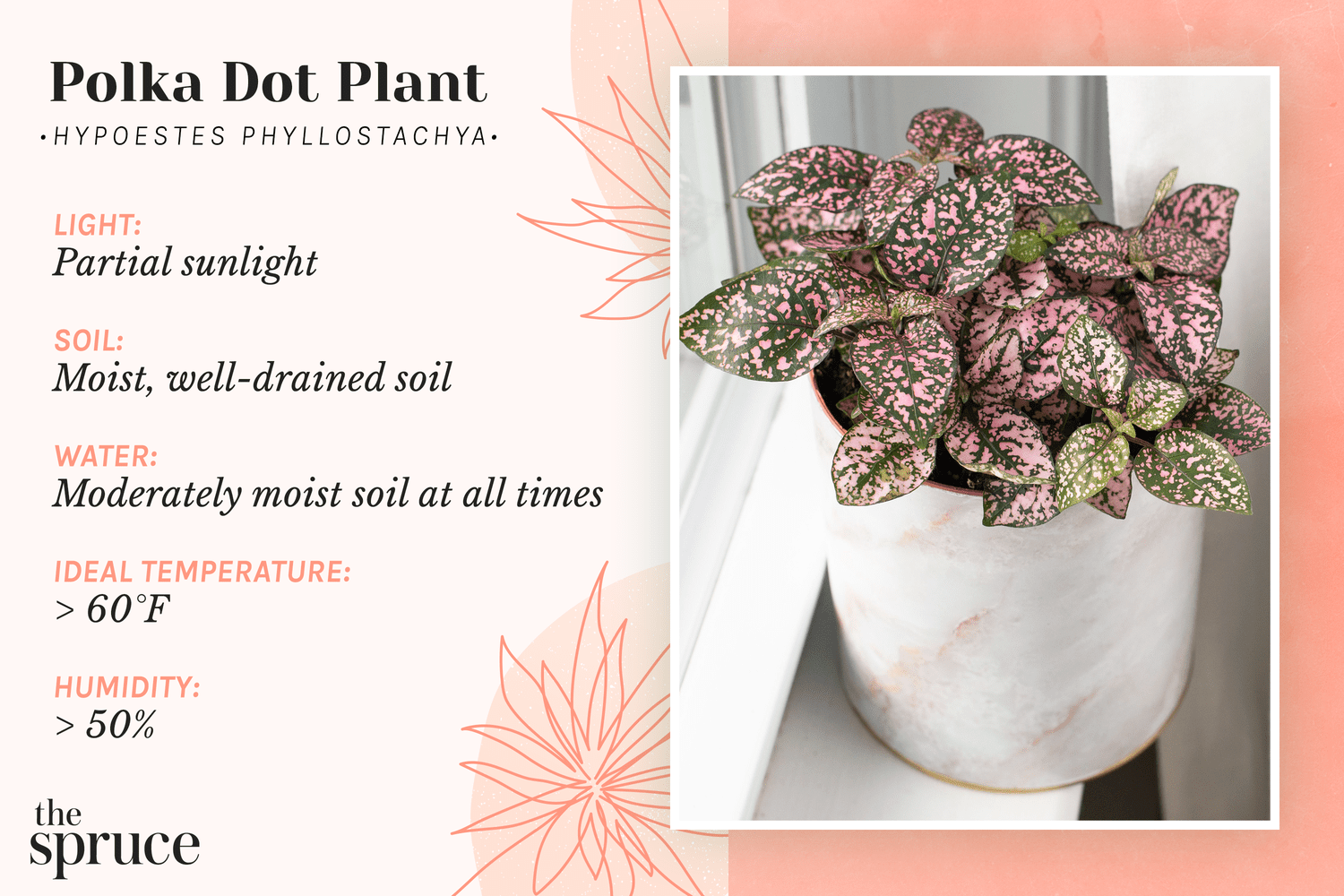 Care of Polka Dot Plant Indoors: Keep Them Happy and Bright