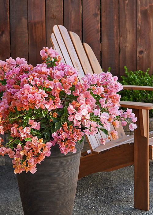 Growing Bougainvillea Indoors? Heres Your Care Guide