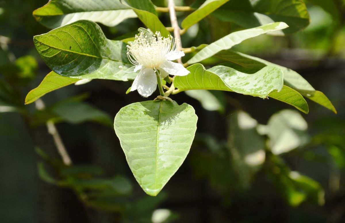 No Fruit on Guava Plant Heres Why and What to Do