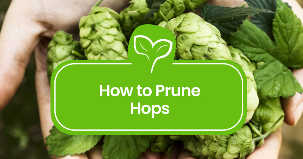 Easy Guide to Pruning Hops for Bigger Yields