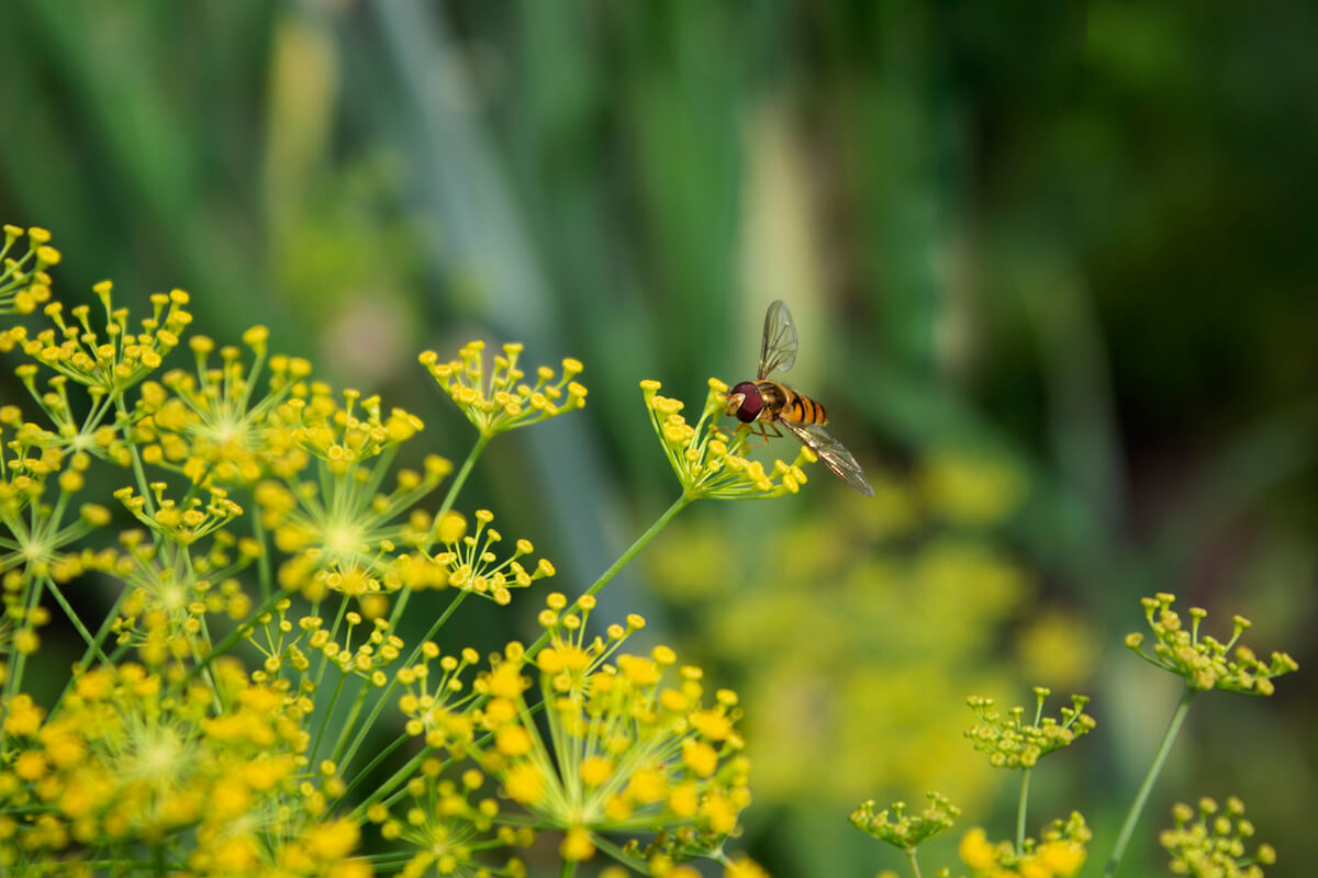 Growing dill with flowers: Tips for a bountiful harvest