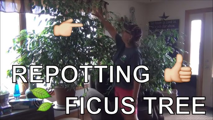 Repotting Ficus Benjamina: Avoid These Common Mistakes