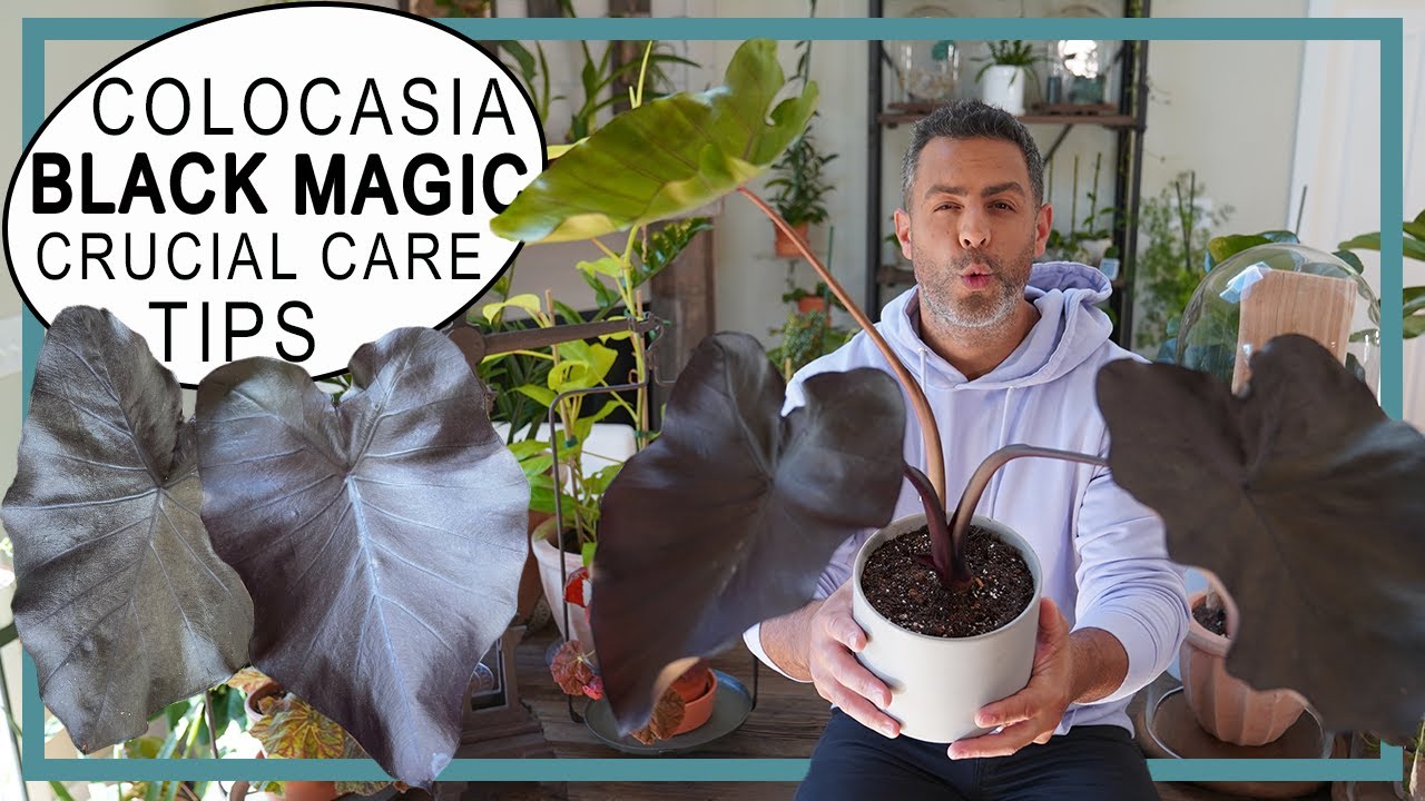 What is the Best Way to Care for Colocasia Black Magic?(Follow This Guide)