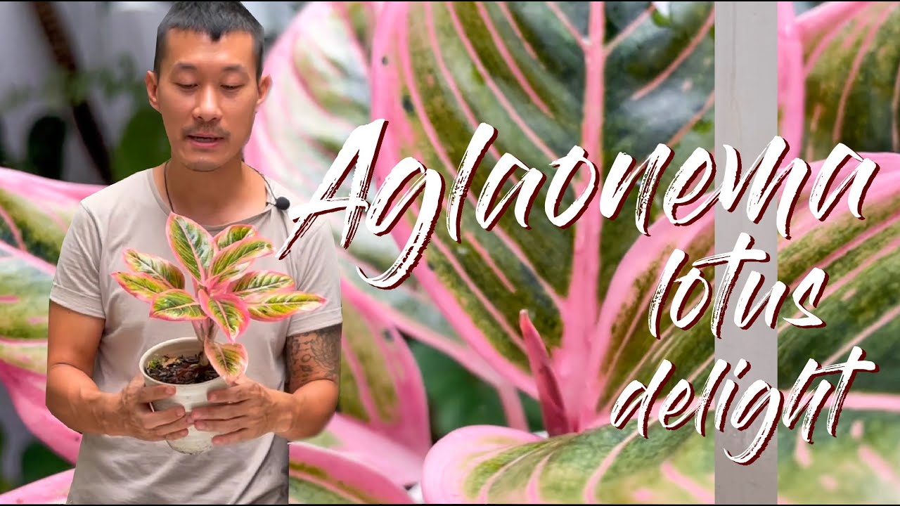 Aglaonema Lotus Delight Care: Common Problems and Solutions