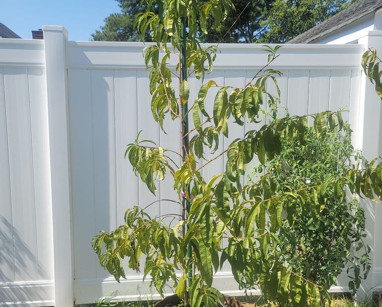 Peach Tree Overwatering: Simple Tips for Proper Watering