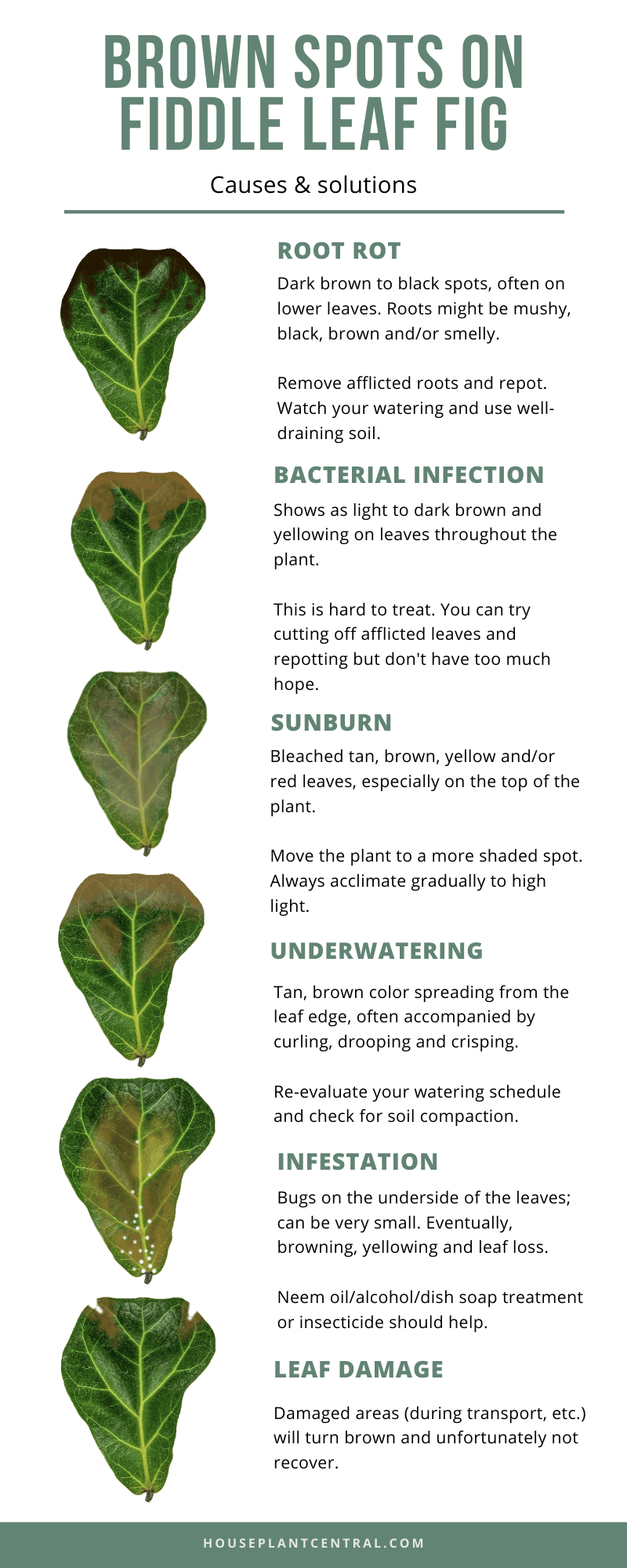 Your Guide to Fig Leaf Fig Tree Diseases Pictures and Solutions