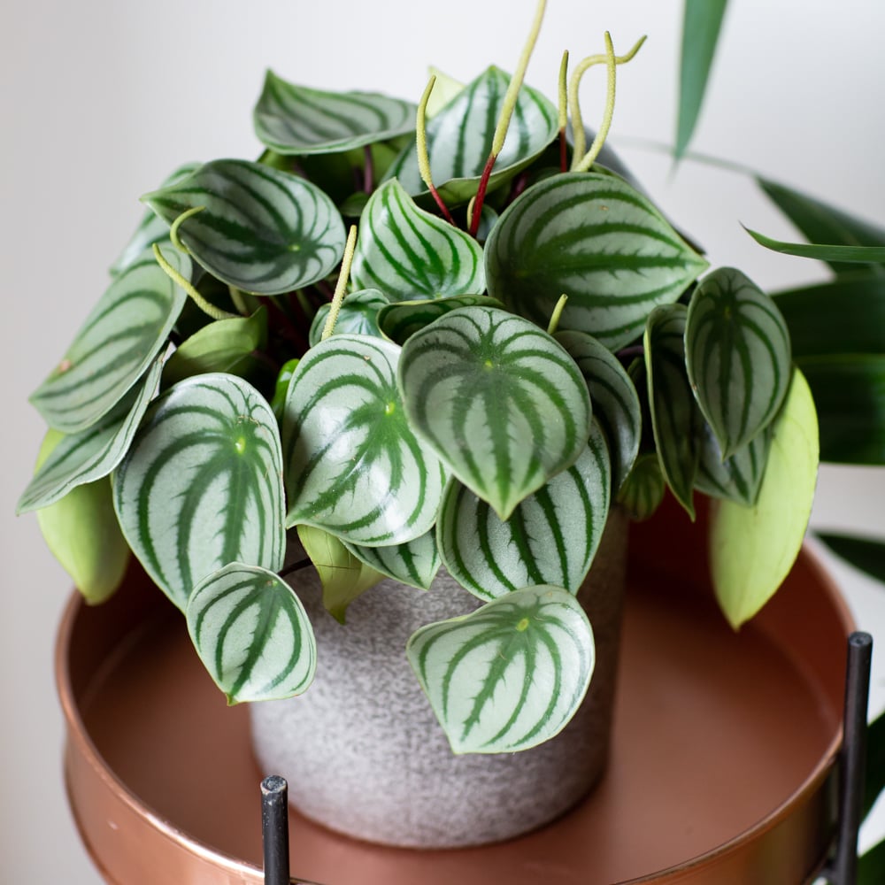 How to Keep Your Watermelon Peperomia Happy and Healthy