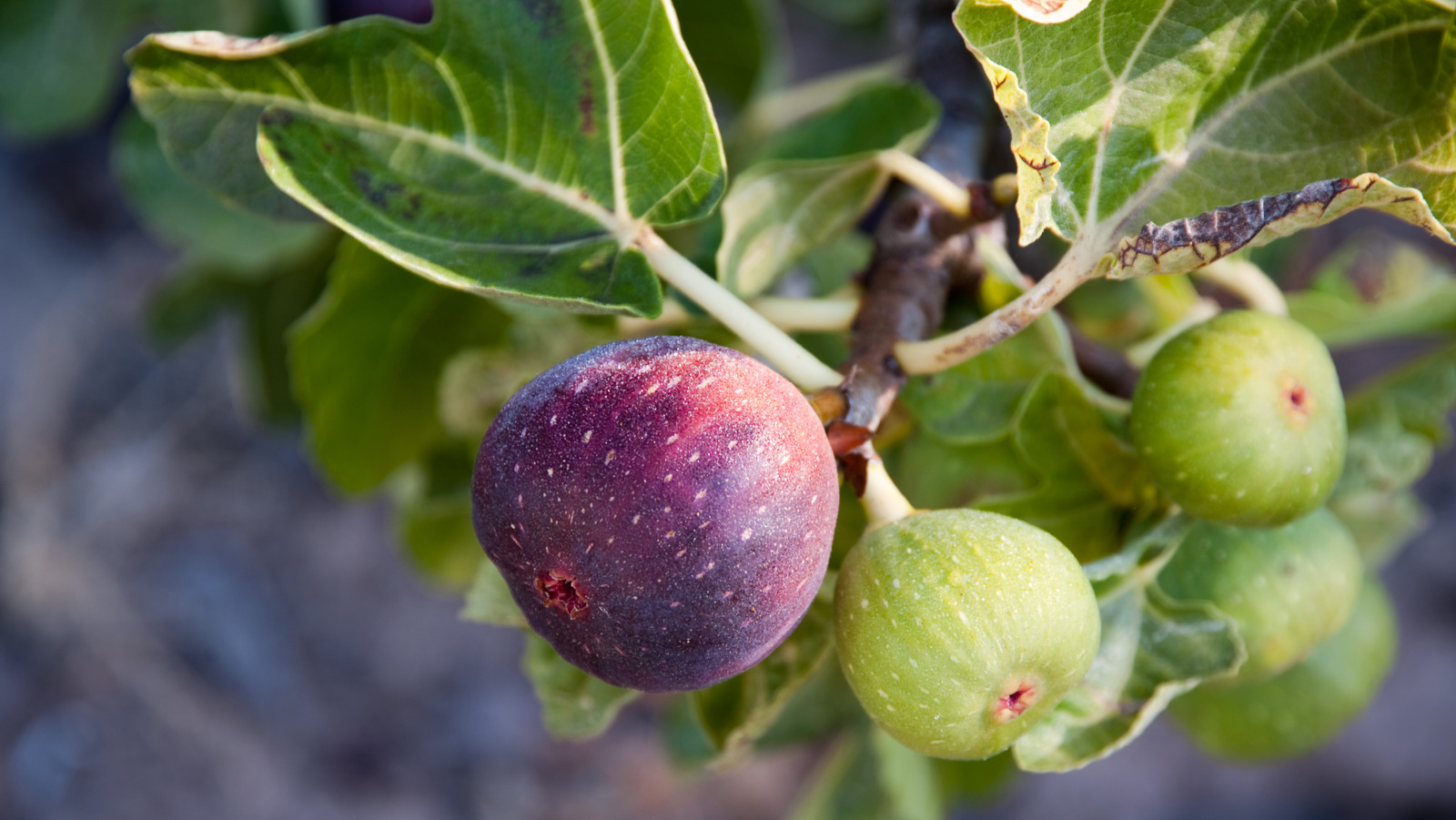 Watering Your Fig Tree: Avoid These Common Mistakes