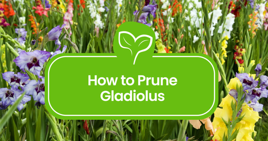 Pruning Gladiolus: Tips and Tricks for Healthy Growth